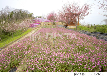 志々島・一面に芝桜の咲く「天空のお花畑」 133459265