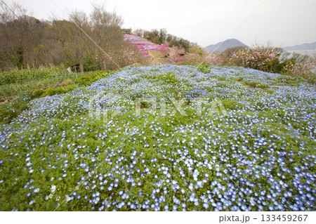 志々島・一面に芝桜やネモフィラの咲く「天空のお花畑」 志々島・一面に芝桜やネモフィラの咲く「天空のお花畑」 133459267