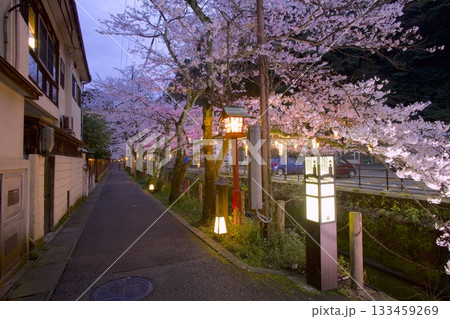 城崎温泉・木屋町通りの夜桜 133459269
