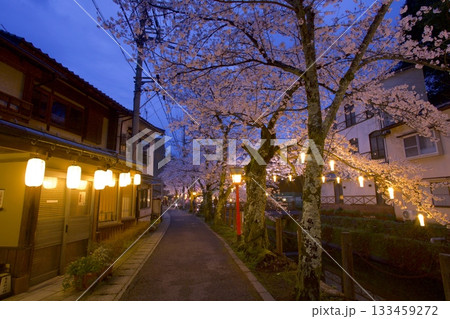 城崎温泉・木屋町通りの夜桜 城崎温泉・木屋町通りの夜桜 133459272
