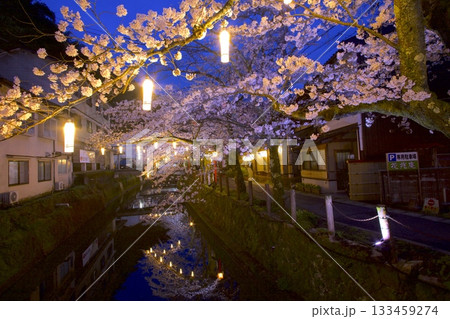 城崎温泉・木屋町通りの夜桜 城崎温泉・木屋町通りの夜桜 133459274
