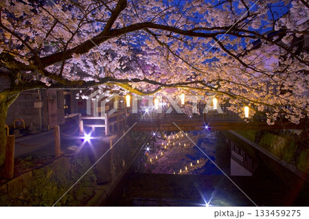 城崎温泉・木屋町通りの夜桜 133459275