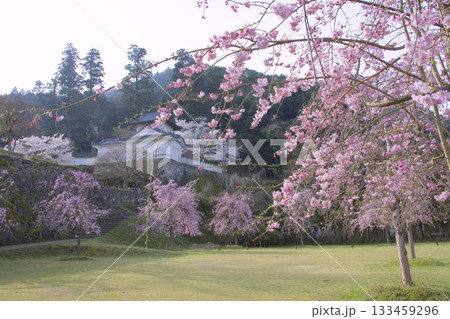 出石城跡の桜風景 133459296