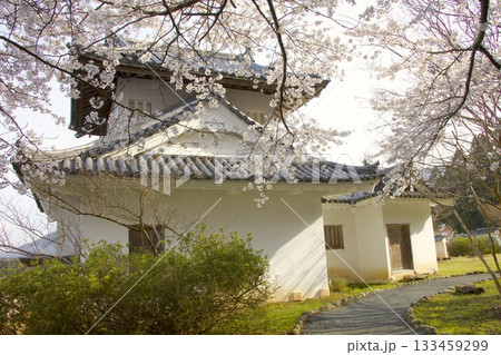 出石城跡の桜風景 出石城跡の桜風景 133459299