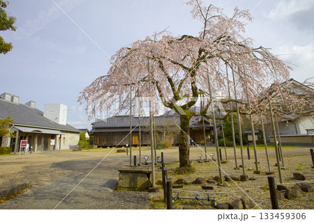 出石城跡・出石藩家老屋敷のしだれ桜 133459306
