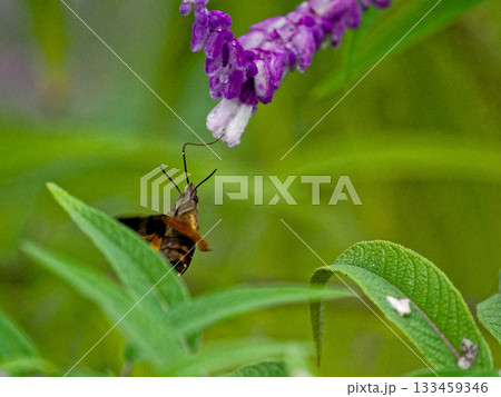 スズメガ科ホシホウジャクの吸蜜 133459346
