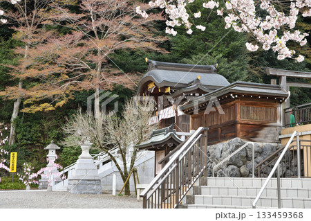高麗神社　桜の季節　埼玉県日高市 133459368