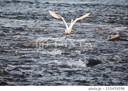 落ちアユを狙うシロサギ 落ちアユを狙うシロサギ 133459396