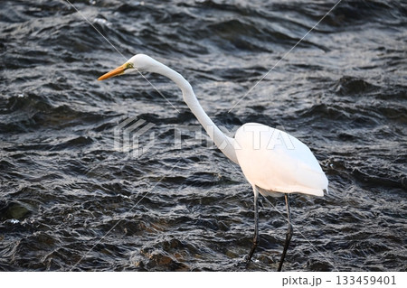 落ちアユを狙うシロサギ 133459401