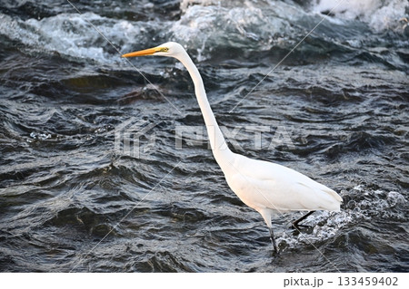 落ちアユを狙うシロサギ 133459402
