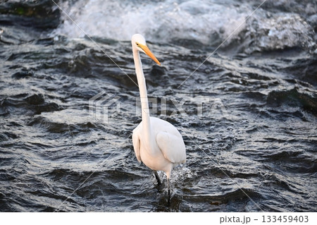 落ちアユを狙うシロサギ 133459403