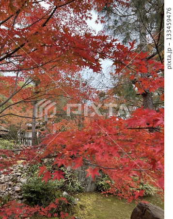 嵐山　紅葉したモミジ 133459476