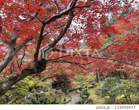 嵐山　真っ赤な紅葉 133459477