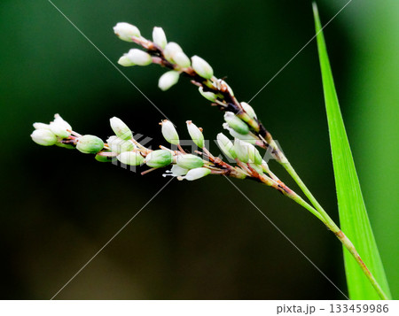 タデ科シロバナサクラタデの花 タデ科シロバナサクラタデの花 133459986