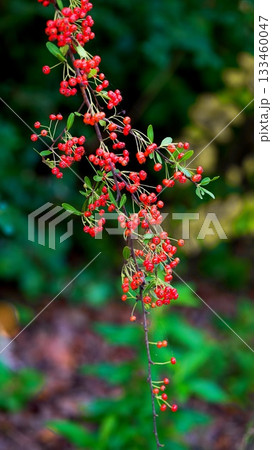 ピラカンサ 133460047