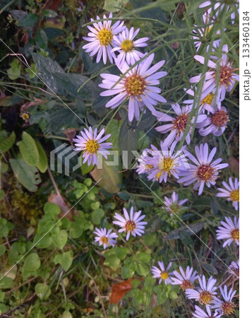 薄ムラサキの花 133460184