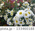 ふかふかの白い菊の花 133460188