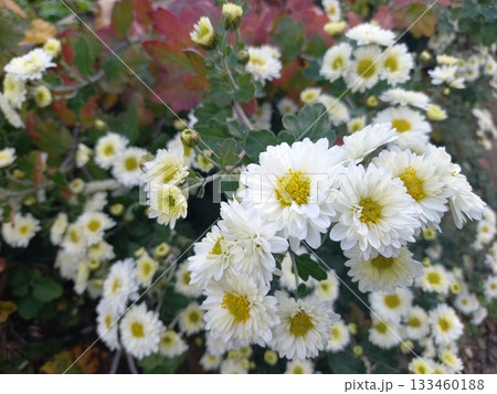 ふかふかの白い菊の花 ふかふかの白い菊の花 133460188