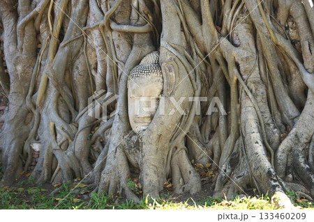 タイ アユタヤ  アユタヤ歴史公園 ワット・マハタート仏像の頭 133460209