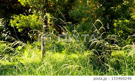 公園の草 133460246