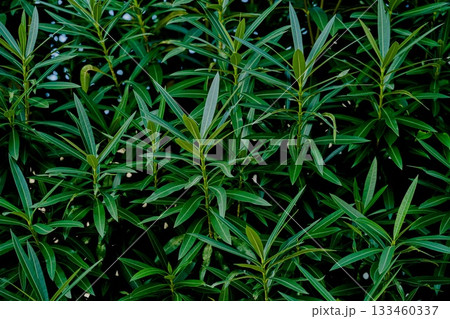 キョウチクトウ キョウチクトウ 133460337