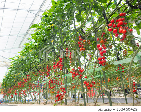 ミニトマトのハウス栽培 133460429
