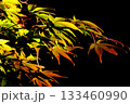 色変わり中のもみじ 133460990