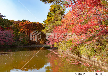神戸市森林植物園、長谷池の紅葉 133461080