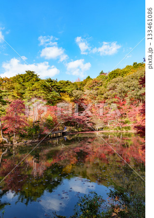 神戸市森林植物園、長谷池の紅葉 133461086