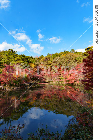 神戸市森林植物園、長谷池の紅葉 133461088