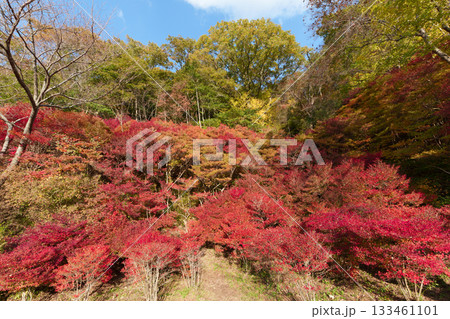 神戸市立森林植物園の真っ赤に紅葉したドウダンツツジ 神戸市立森林植物園の真っ赤に紅葉したドウダンツツジ 133461101