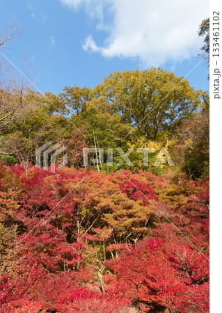 神戸市立森林植物園の真っ赤に紅葉したドウダンツツジ 神戸市立森林植物園の真っ赤に紅葉したドウダンツツジ 133461102