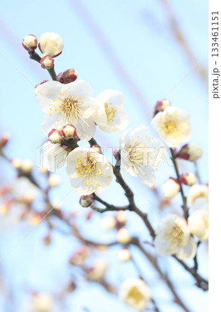 白い梅の花 133461151