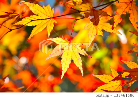 逆光で輝く紅葉したもみじの葉びら 133461596