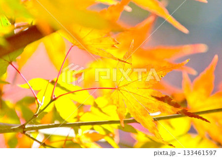 逆光で輝く紅葉したもみじの葉びら 133461597
