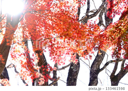 逆光で輝くもみじの紅葉 133461598