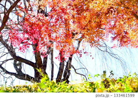逆光で輝くもみじの紅葉 133461599