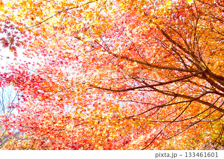 逆光で輝くもみじの紅葉 133461601