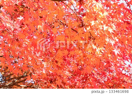 綺麗なもみじの紅葉 133461698