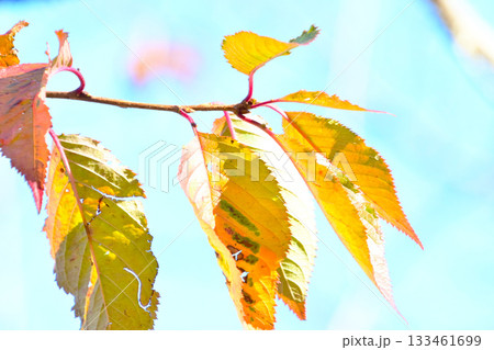 紅葉した桜の葉 紅葉した桜の葉 133461699