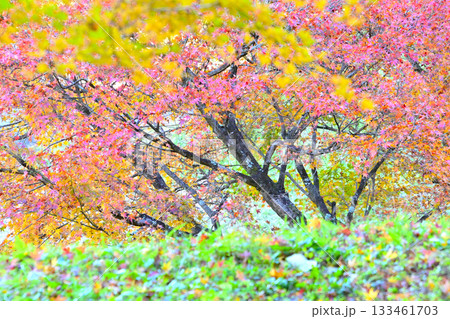 色とりどりの紅葉風景 色とりどりの紅葉風景 133461703