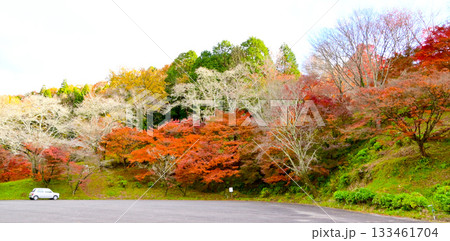 そのまんま公園の紅葉風景 133461704