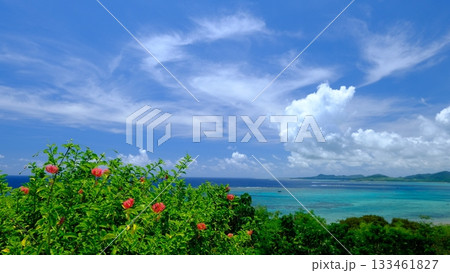 玉取岬展望台のハイビスカスの花壇 133461827