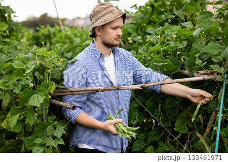 Man is working in garden between beds, picking ripe beans Man is working in garden between beds, picking ripe beans 133461971