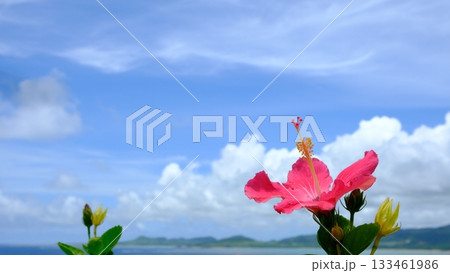 玉取岬展望台のハイビスカスの花壇 玉取岬展望台のハイビスカスの花壇 133461986
