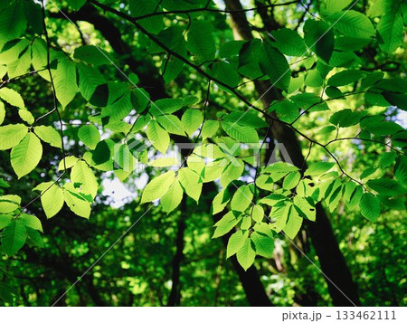 新緑の葉 新緑の葉 133462111