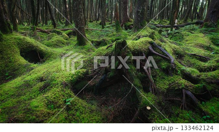 苔に覆われた原生林 苔に覆われた原生林 133462124