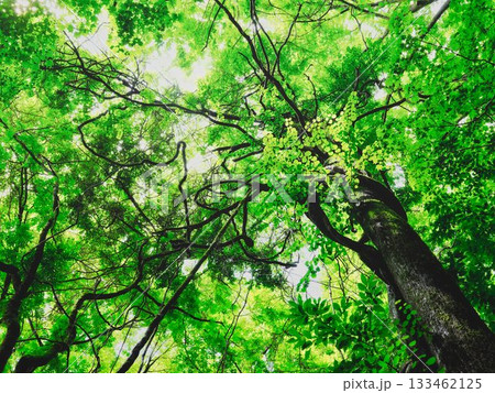 新緑の葉を付けた樹木 新緑の葉を付けた樹木 133462125