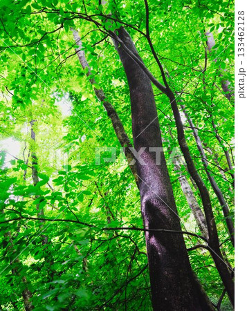 ブナの森を見上げる 133462128