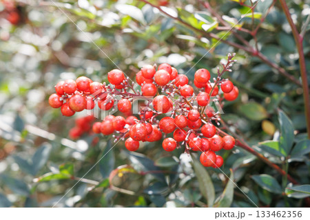赤いナンテンの実 赤いナンテンの実 133462356